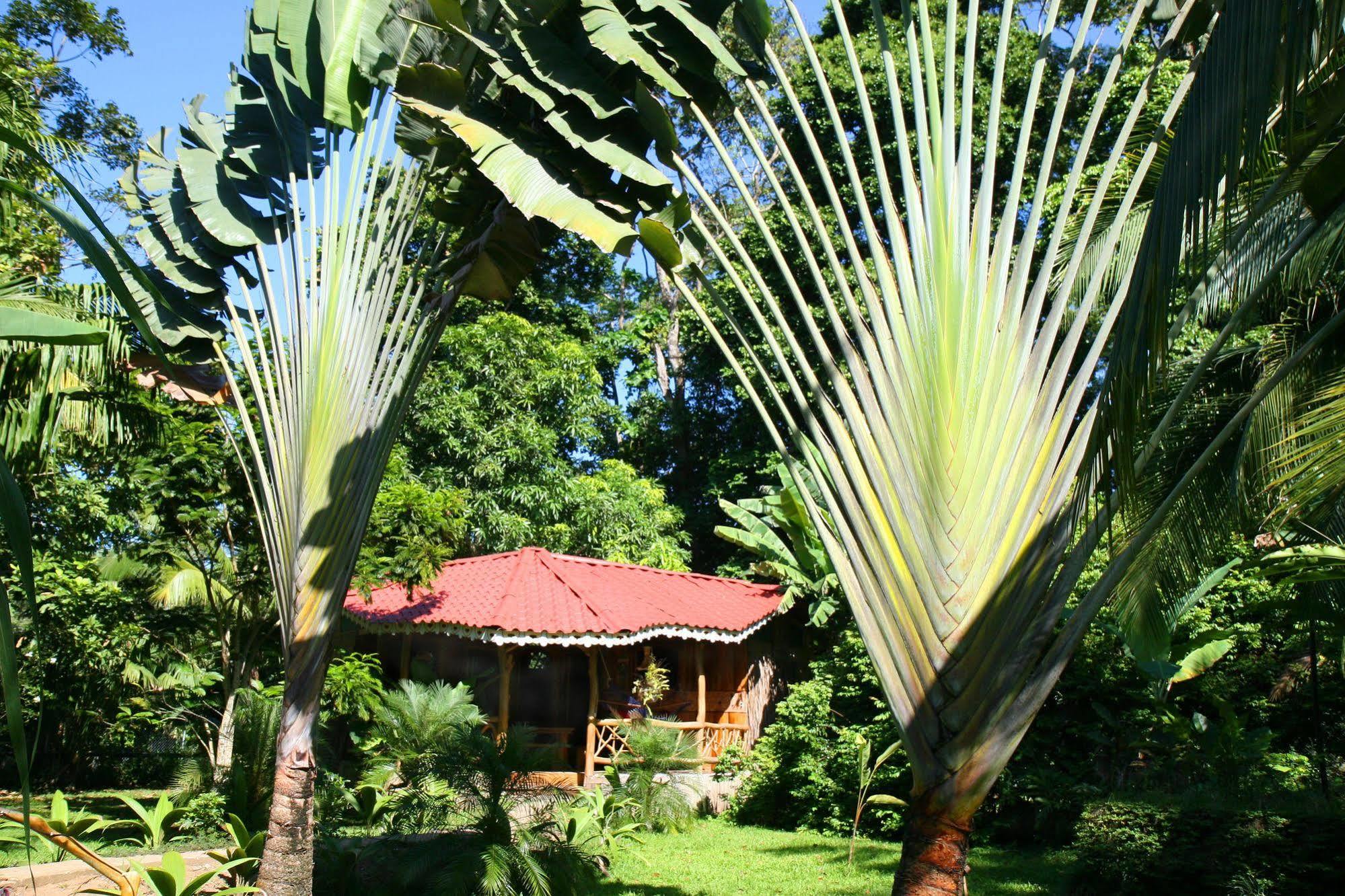 Hotel La Costa De Papito Puerto Viejo de Talamanca Екстер'єр фото